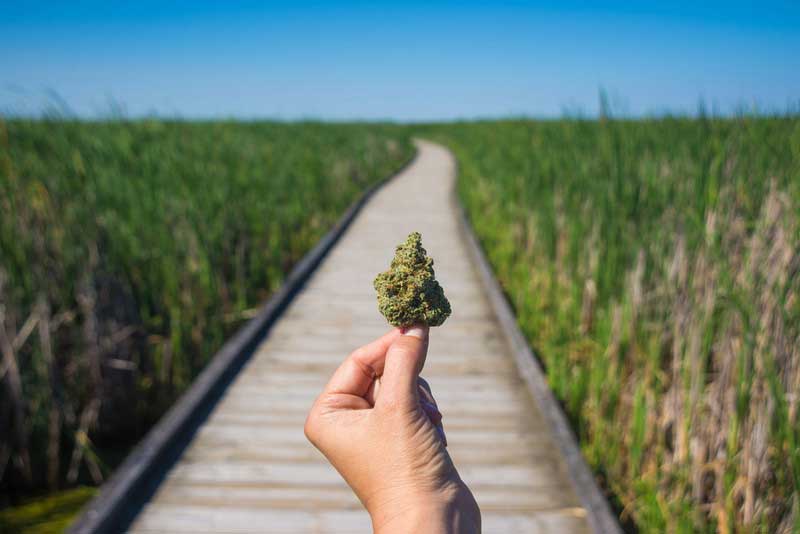 Cannabis