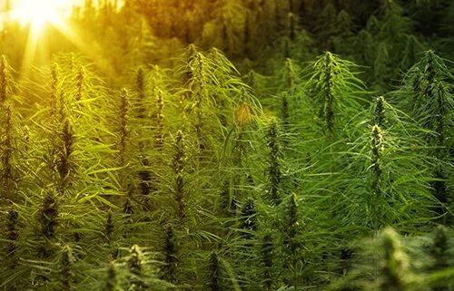 Autoflower