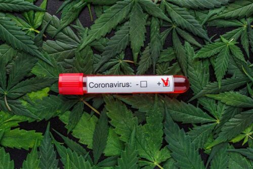 Studie fand heraus, dass Cannabis den Schweregrad von Covid-19 “zähmen” oder reduzieren kann