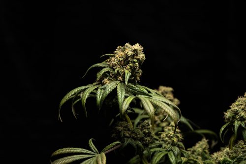 Hanf vs. Marihuana