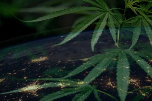 Fünf globale Entwicklungen bei medizinischem Cannabis