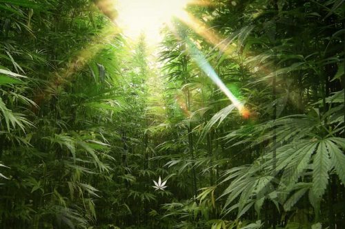 Hanf – Umwelt und Klimawandel: 10 Beispiele