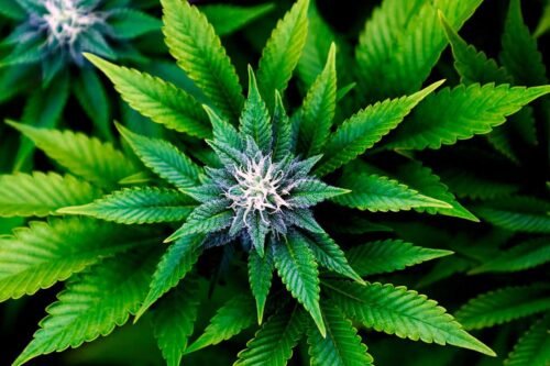 Cannabisanbau auf kleinem Raum
