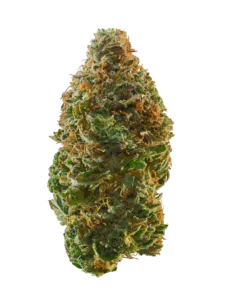 Apollo Haze