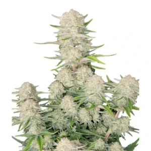 Apricot Auto