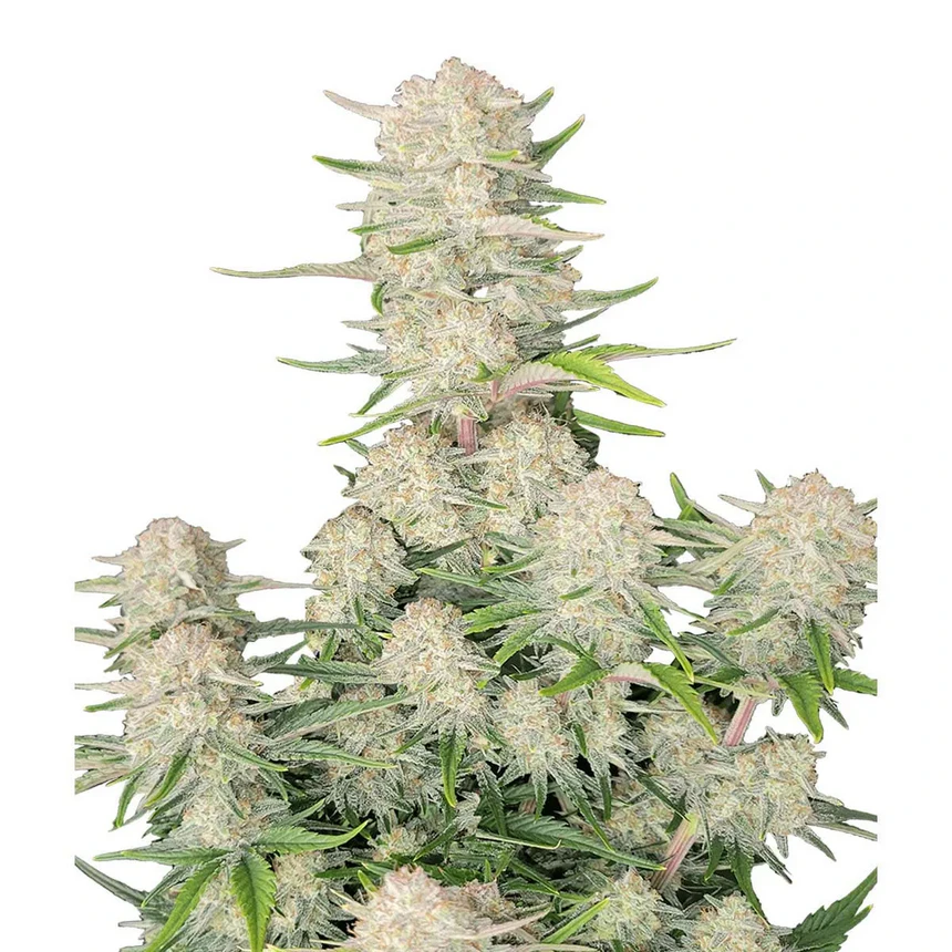 Apricot Auto