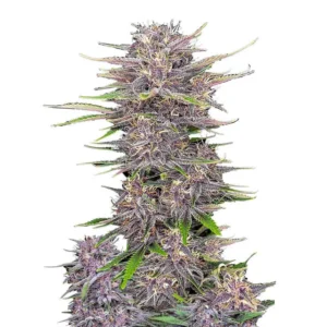 Banana Purple Punch Auto
