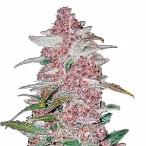 Blackberry Auto