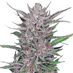 Gorilla Punch Auto