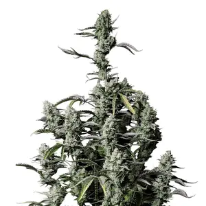 Gorilla Zkittlez Auto