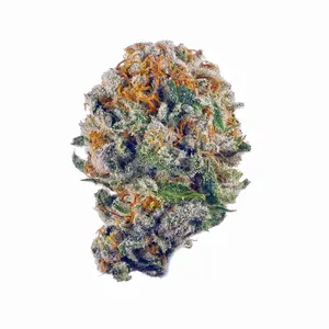 Pakistani Chitral Kush