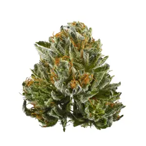 Sour Lemons