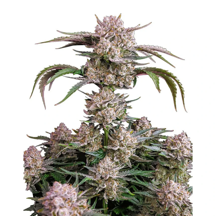 Strawberry Gorilla Auto
